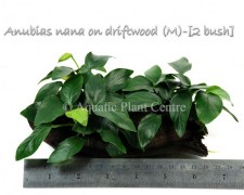 Anubias nana on driftwood (M)-[2 bush]